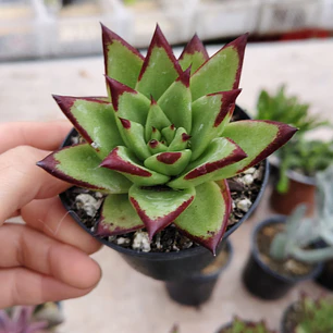 Echeveria lipstick pequeña 
