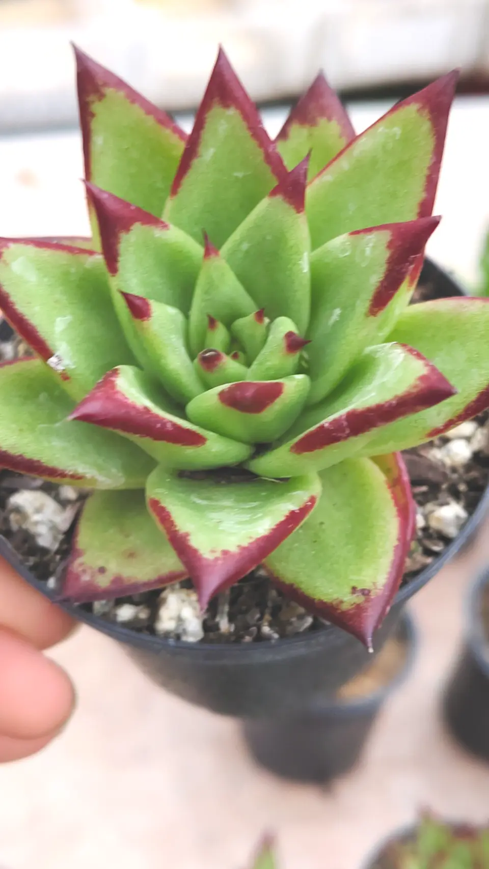 Echeveria lipstick pequeña  1