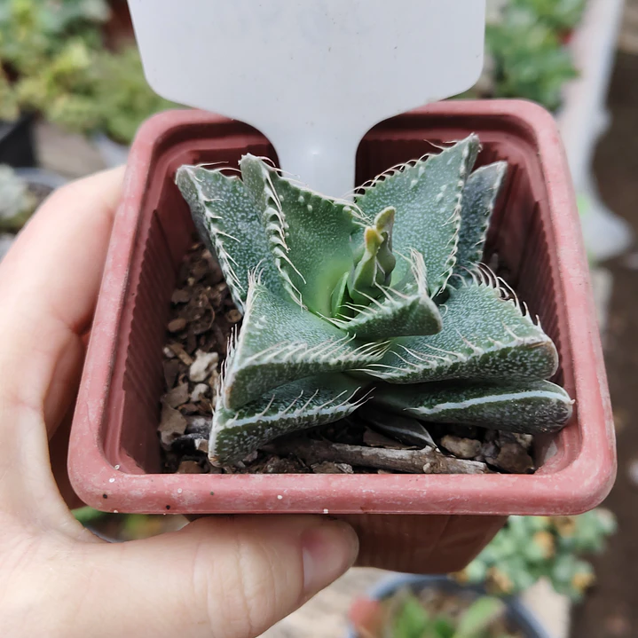 Faucaria Tigrina 1
