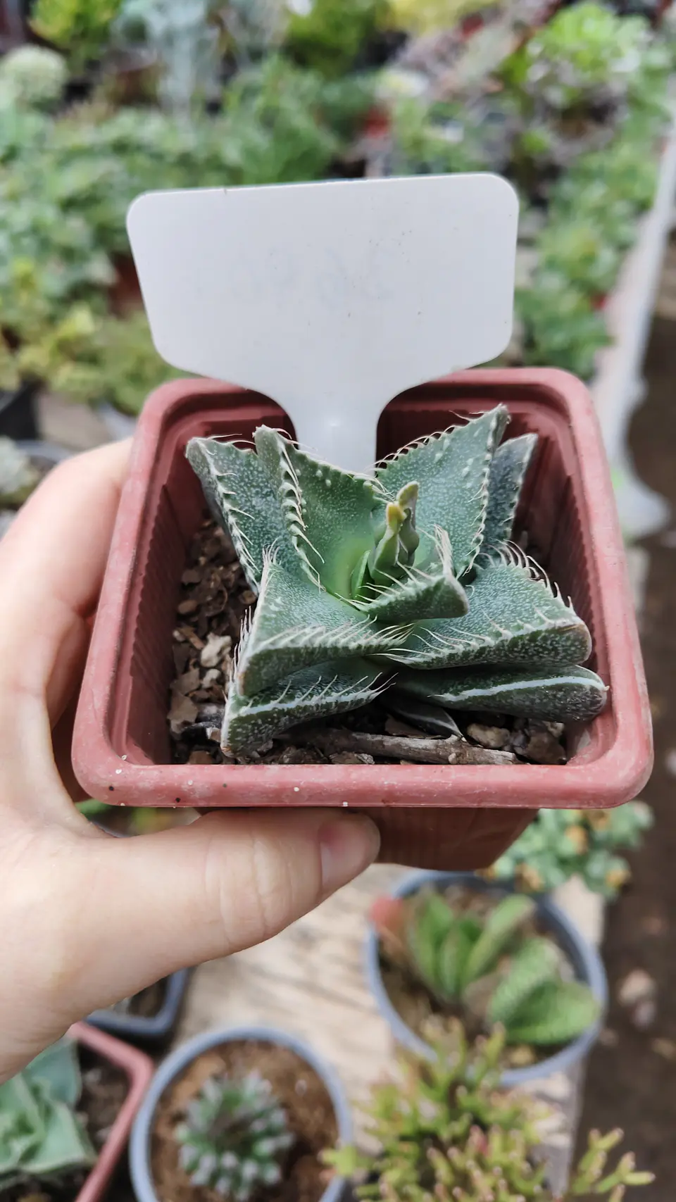 Faucaria Tigrina 1