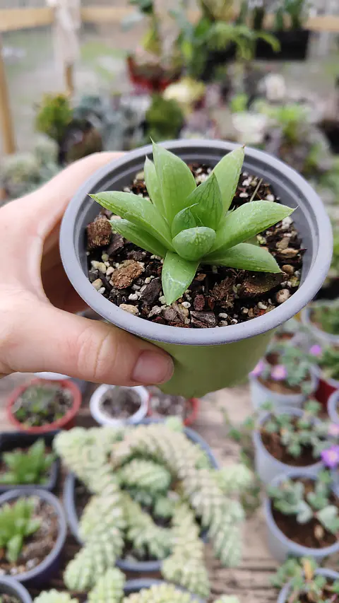 Haworthia Cymbiformis