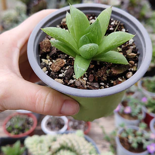 Haworthia Cymbiformis
