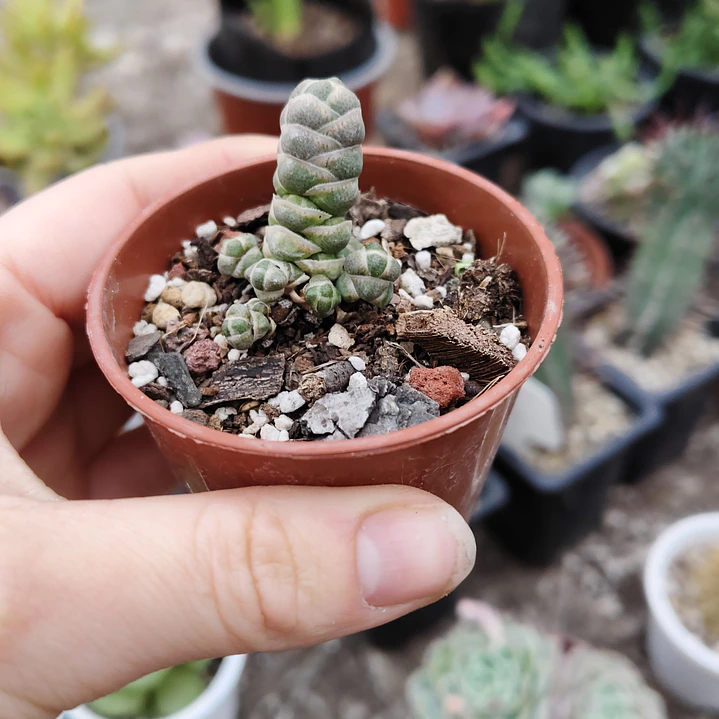 Crassula Barklyi  1