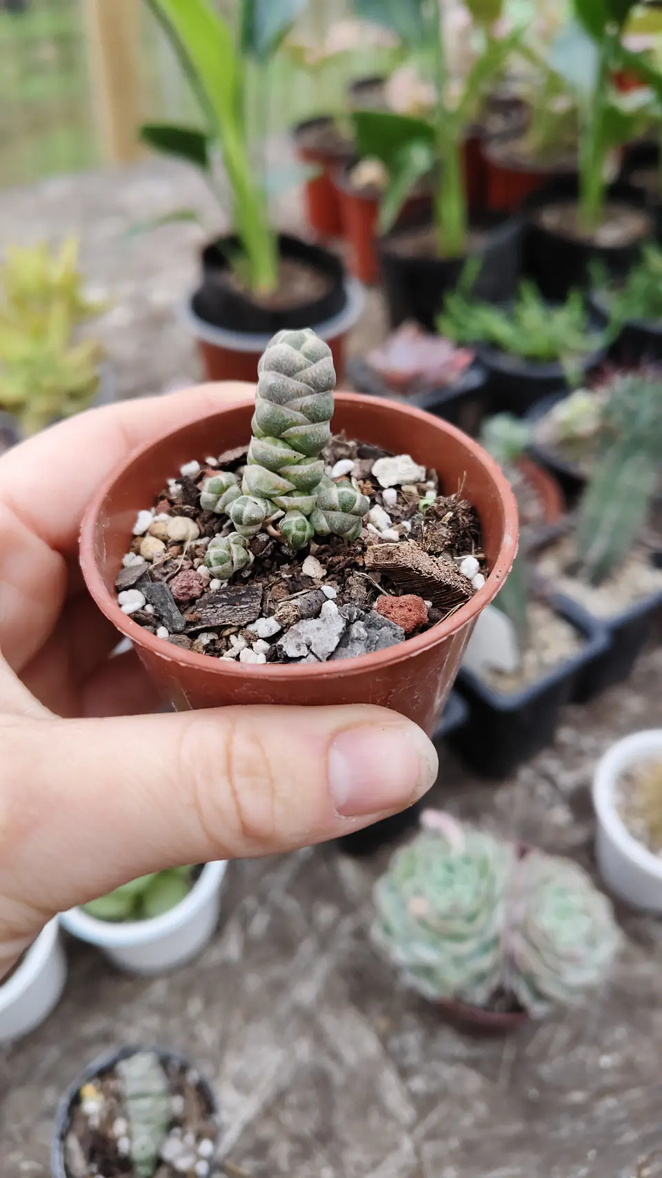 Crassula Barklyi  1