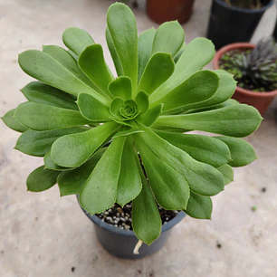 Aeonium arboreum 