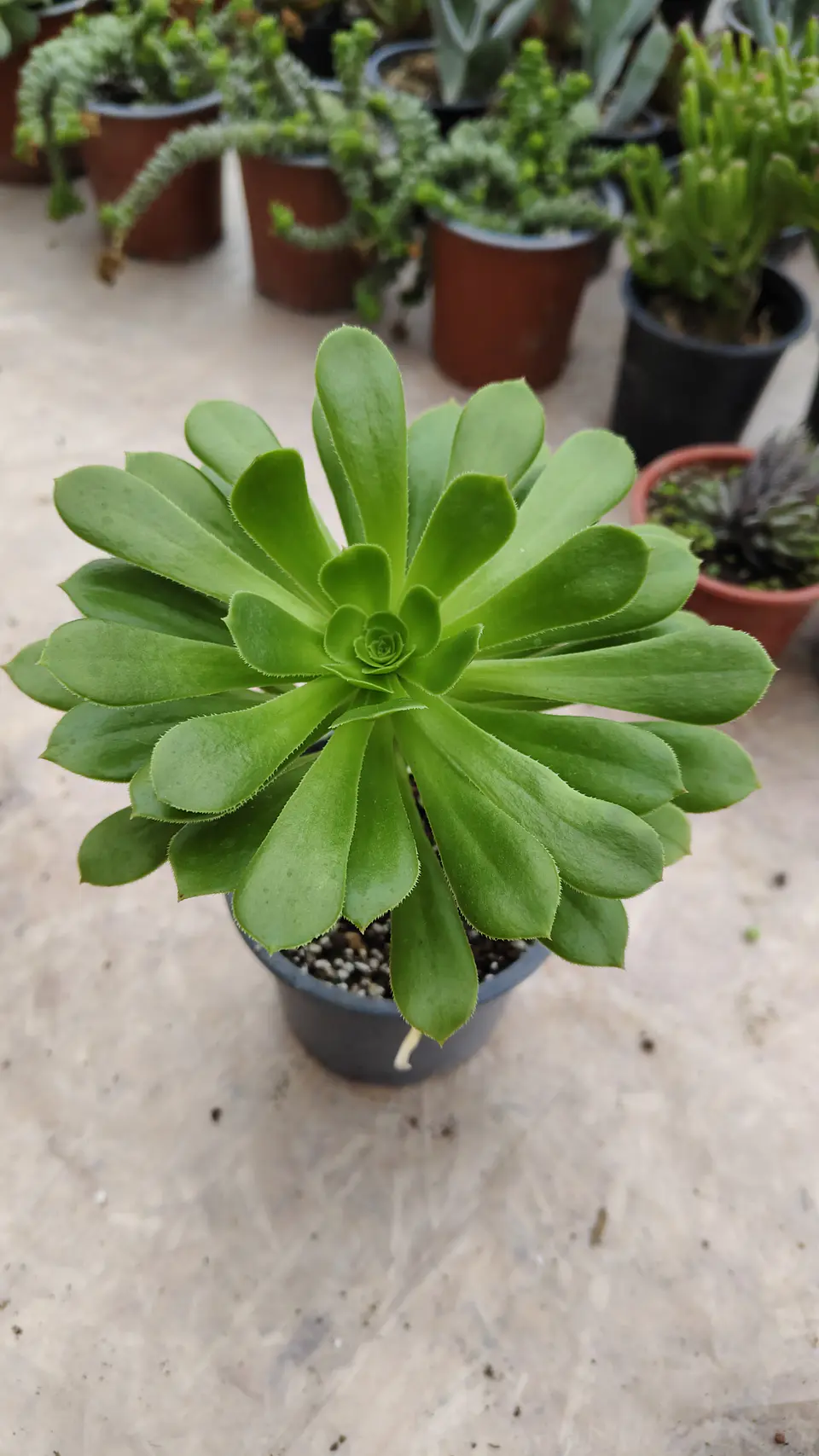 Aeonium arboreum  1