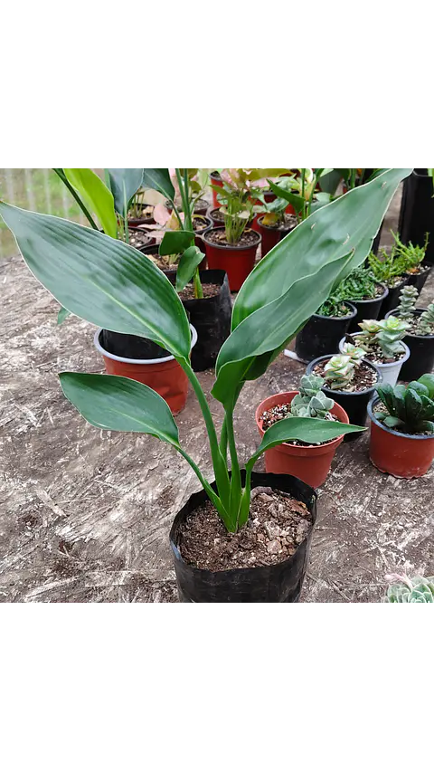 Strelitzia Reginae (Ave del paraiso)