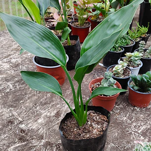 Strelitzia Reginae (Ave del paraiso)