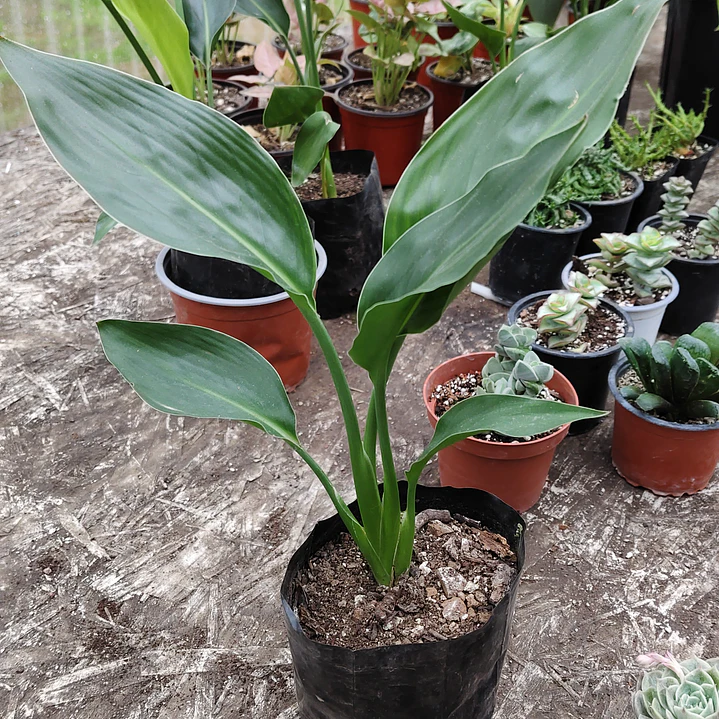 strelitzia Reginae 1