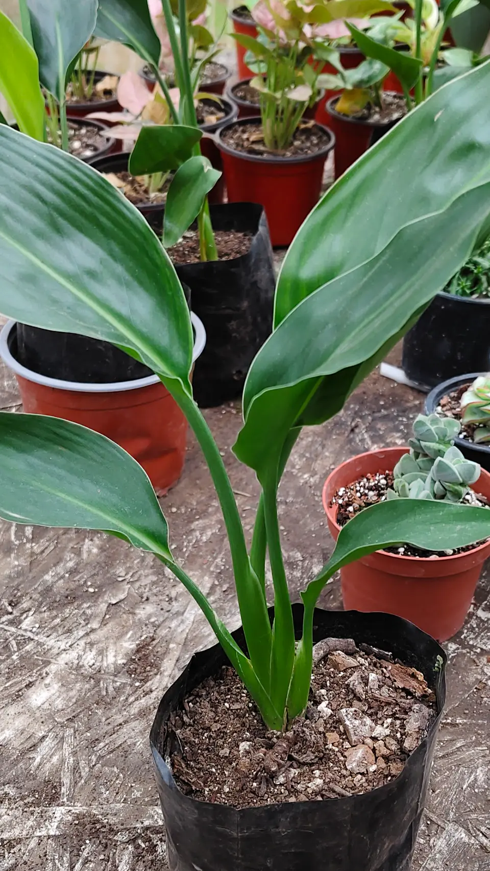 Strelitzia Reginae (Ave del paraiso) 1
