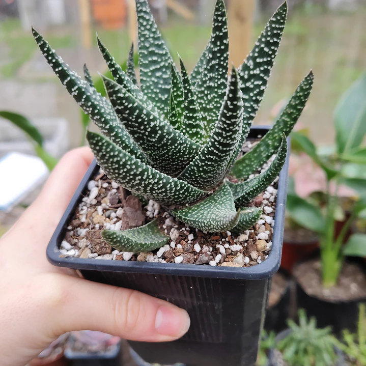 Gasterhaworthia Royal Highness 1