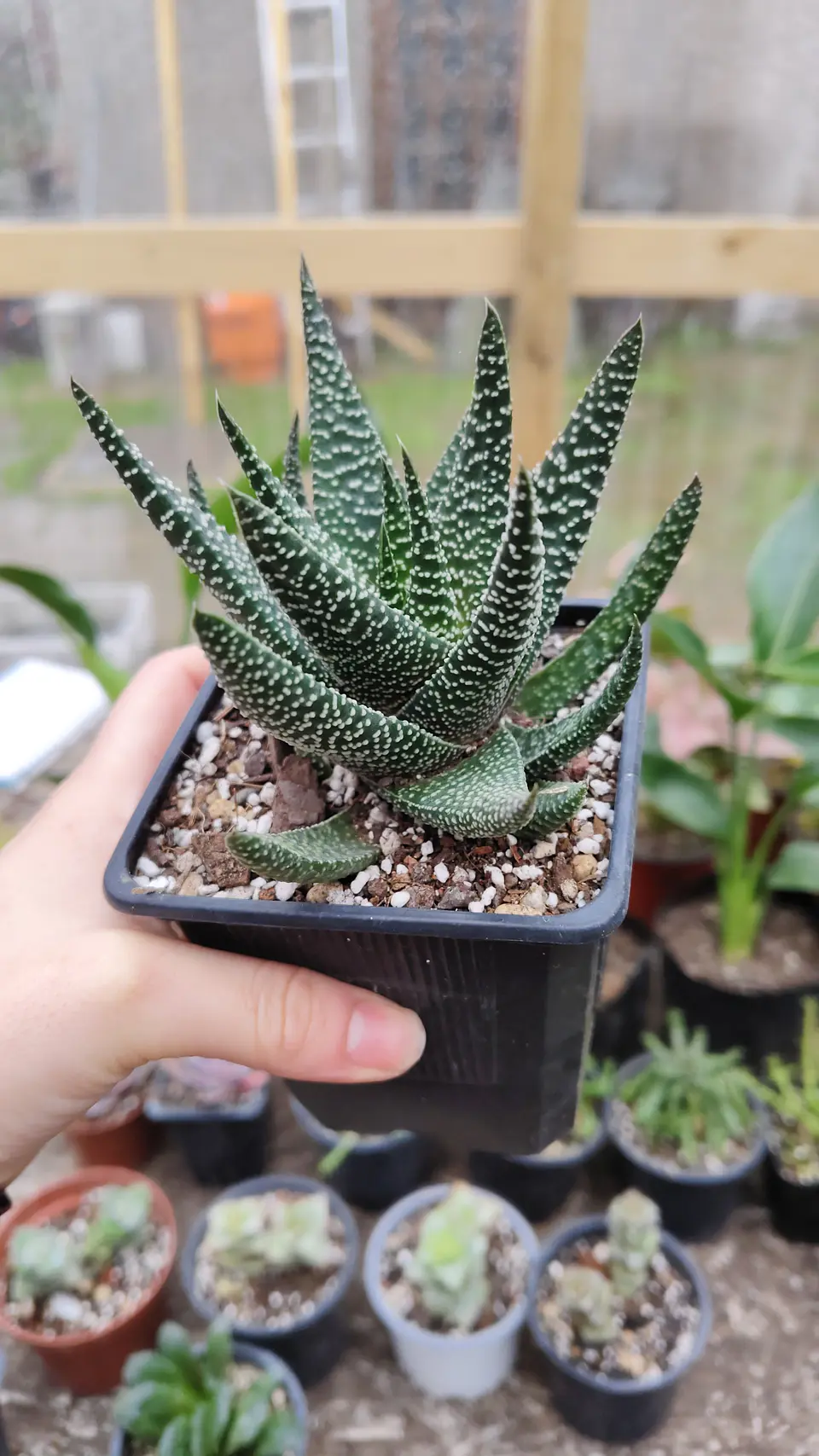 Gasterhaworthia Royal Highness 1