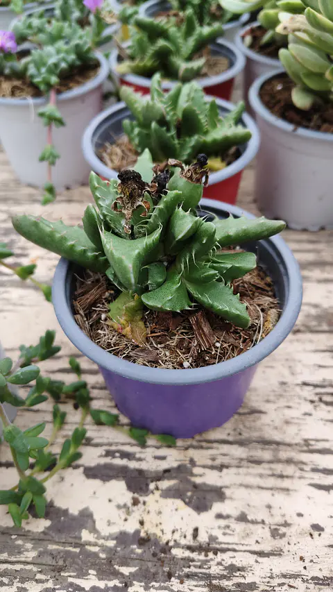Faucaria Felina