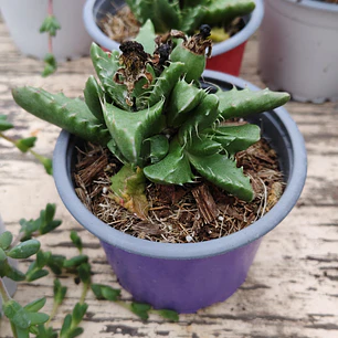 Faucaria Felina