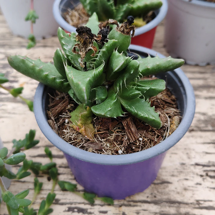 Faucaria Felina 1