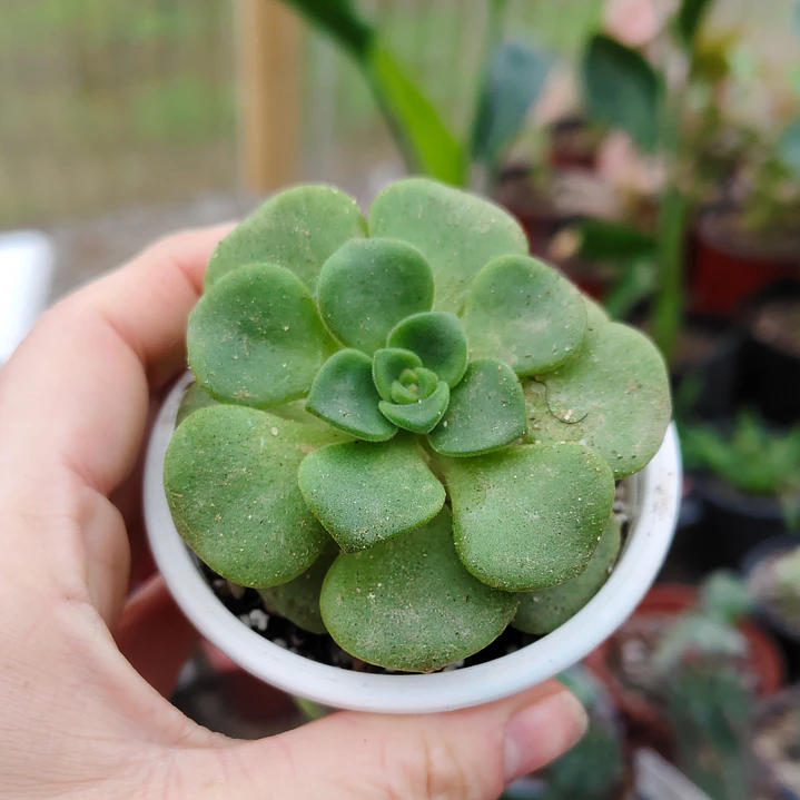 Aeonium Lilly Pad 1