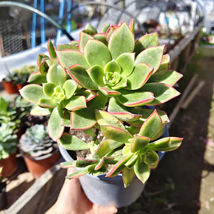 Aeonium Kiwi 