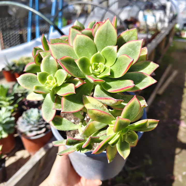 Aeonium Kiwi  1