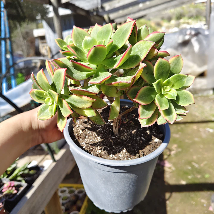 Aeonium Kiwi  2