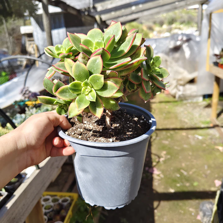Aeonium Kiwi  3