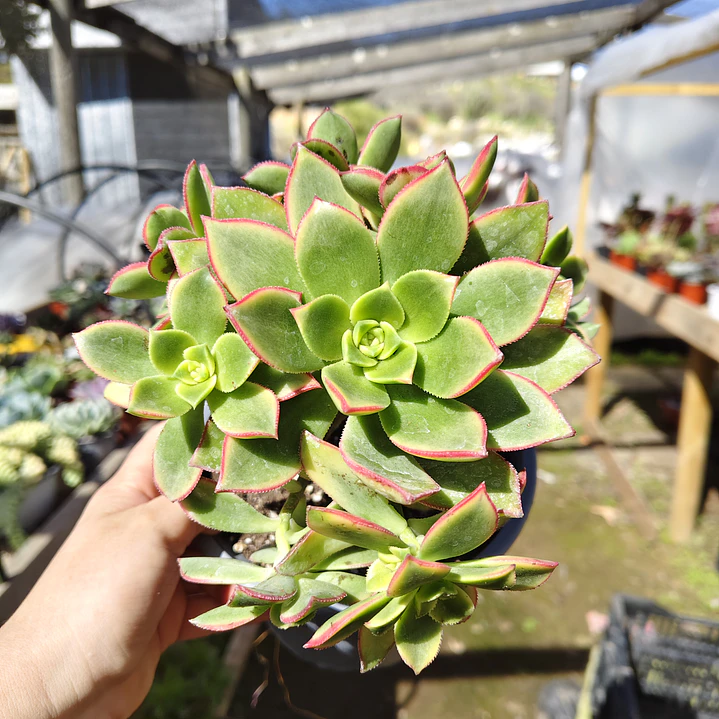 Aeonium Kiwi  4