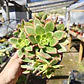 Aeonium Kiwi  - Miniatura 4