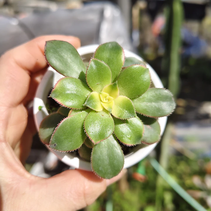 Aeonium Kiwi  5