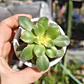 Aeonium Kiwi  - Miniatura 5