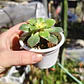 Aeonium Kiwi  - Miniatura 6