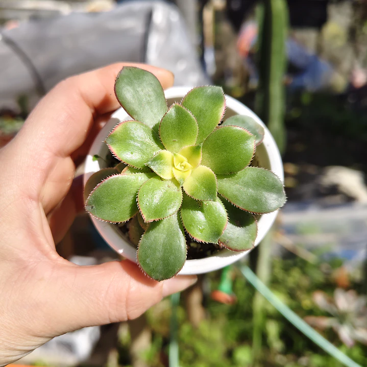 Aeonium Kiwi  7