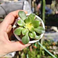 Aeonium Kiwi  - Miniatura 7