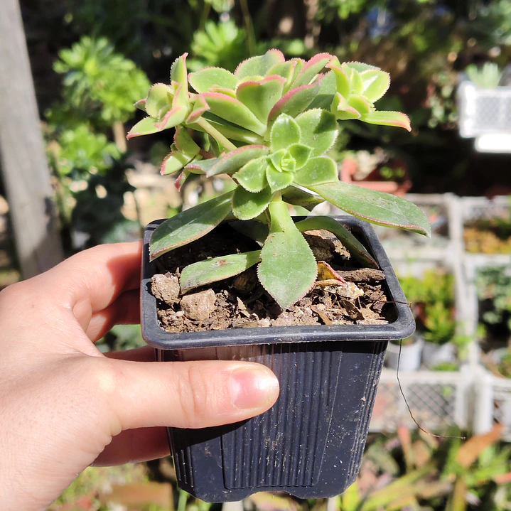 Aeonium Kiwi  8