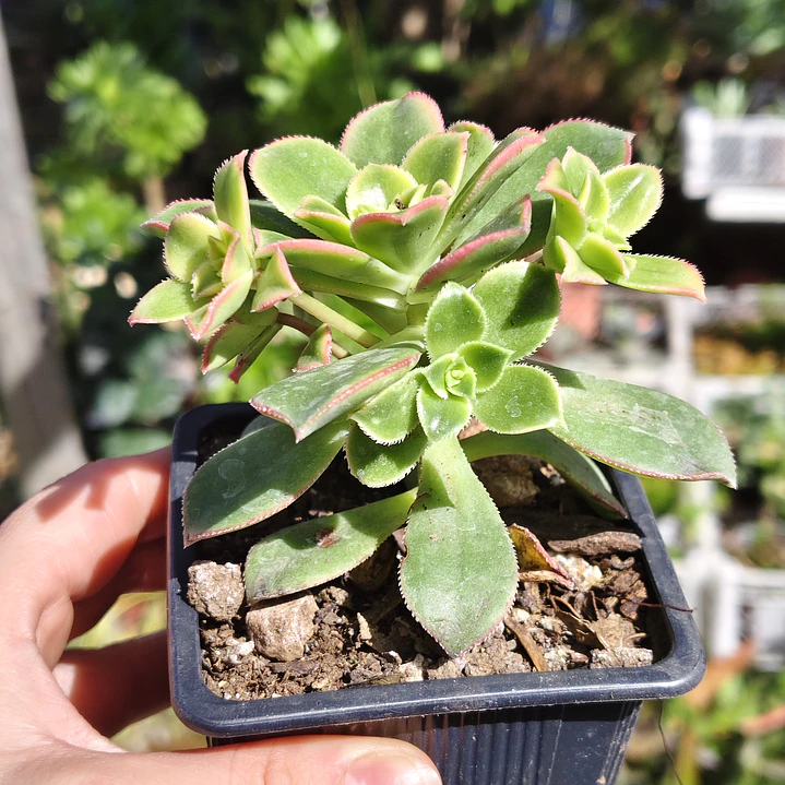 Aeonium Kiwi  9