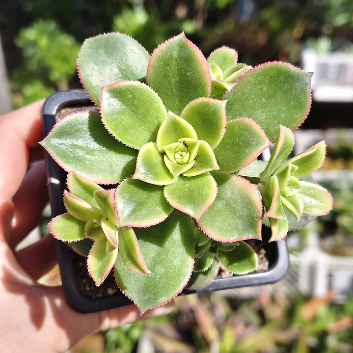 Aeonium Kiwi  10