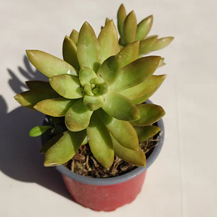 Sedum Adolphii