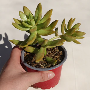 Sedum Adolphii