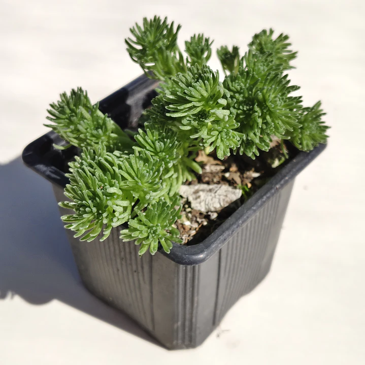 Sedum Multiceps 1