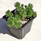 Sedum Multiceps - Miniatura 1