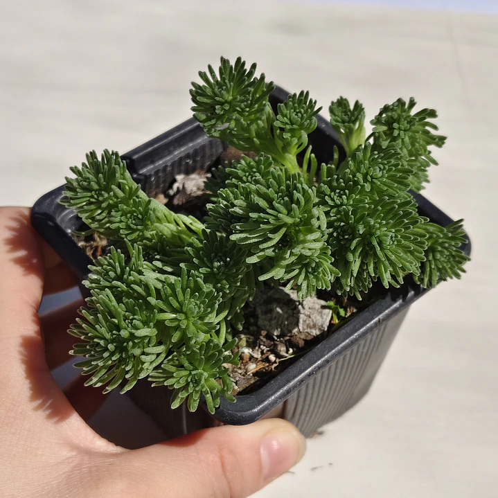 Sedum Multiceps 3