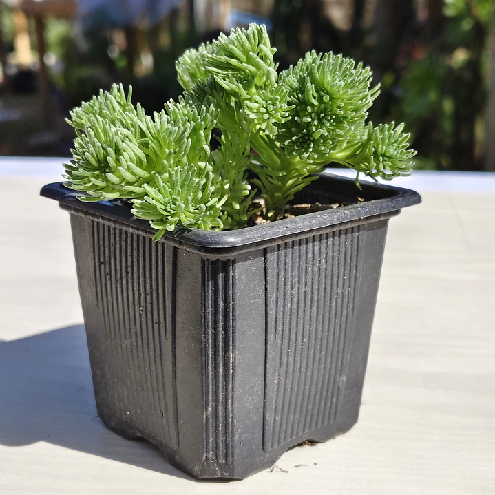 Sedum Multiceps 2