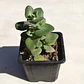 Crassula Cordata - Miniatura 4