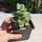 Crassula Cordata - Miniatura 5