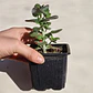 Crassula Cordata - Miniatura 2