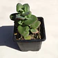 Crassula Cordata - Miniatura 1