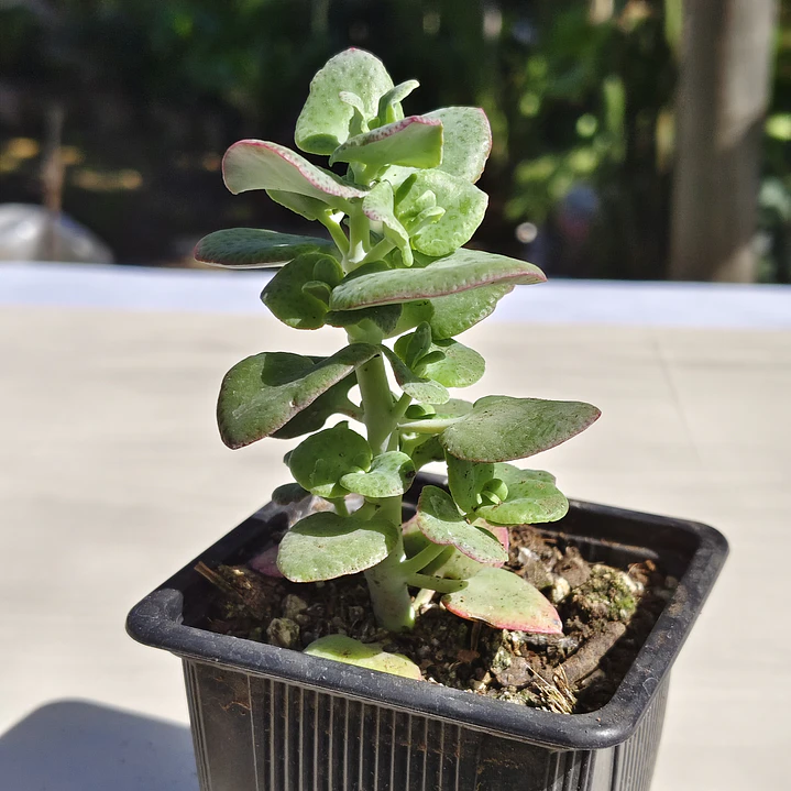 Crassula Cordata 3
