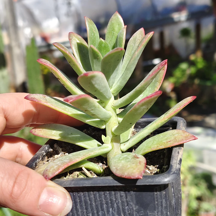 Echeveria Minibelle 2