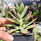 Echeveria Minibelle - Miniatura 2