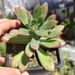 Echeveria Minibelle - Miniatura 1