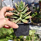 Echeveria Minibelle - Miniatura 3