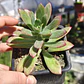 Echeveria Minibelle - Miniatura 4